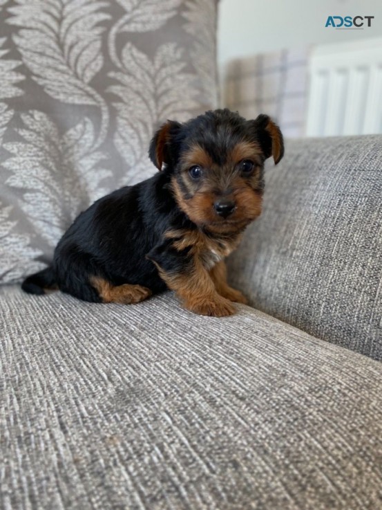 Yorkshire Terrier  Puppies Ready Now for