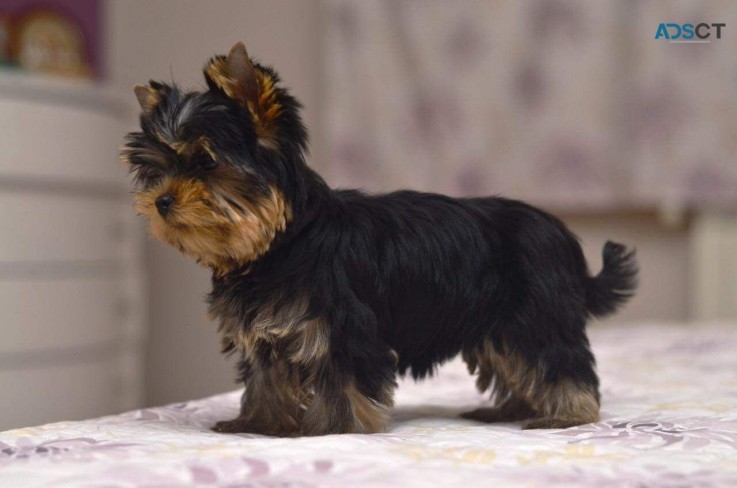 Yorkshire Terrier  Puppies Ready Now for