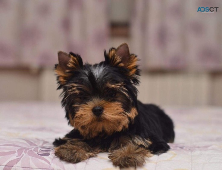 Yorkshire Terrier  Puppies Ready Now for