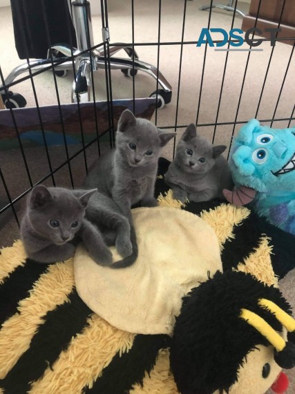 Russian Blue Kittens