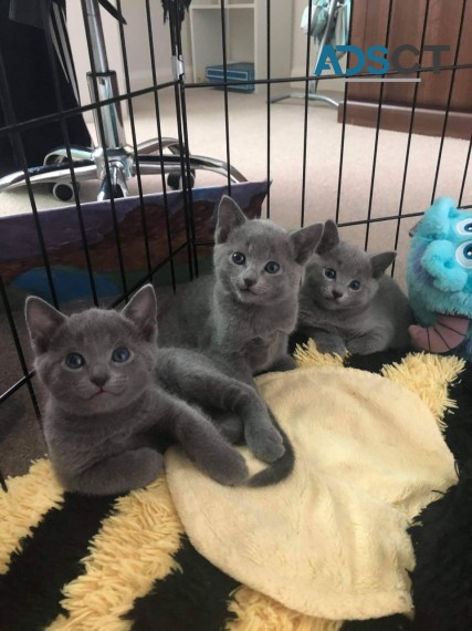 Russian Blue Kittens