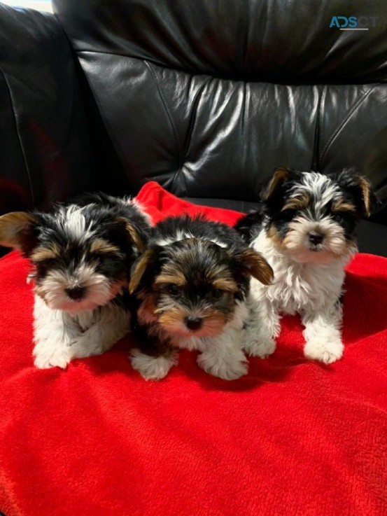 Yorkshire Terrier  Puppies Ready Now for