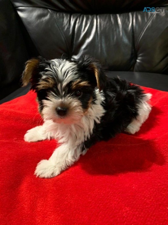 Yorkshire Terrier  Puppies Ready Now for