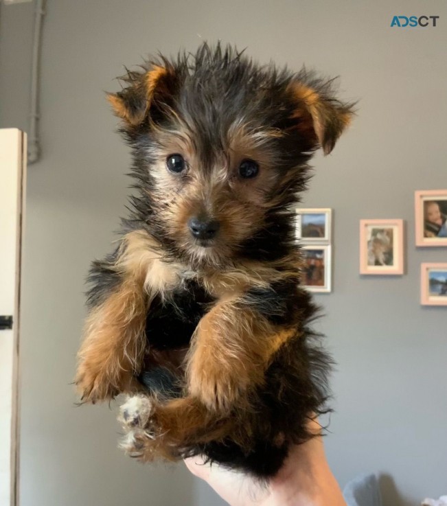 Yorkshire Terrier  Puppies Ready Now for