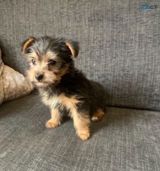 Yorkshire Terrier  Puppies Ready Now for