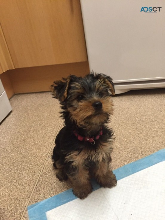 Yorkshire Terrier  Puppies Ready Now for