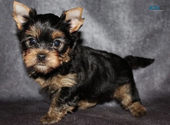 Yorkshire Terrier  Puppies Ready Now for