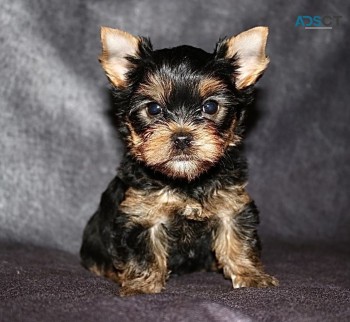 Yorkshire Terrier  Puppies Ready Now for