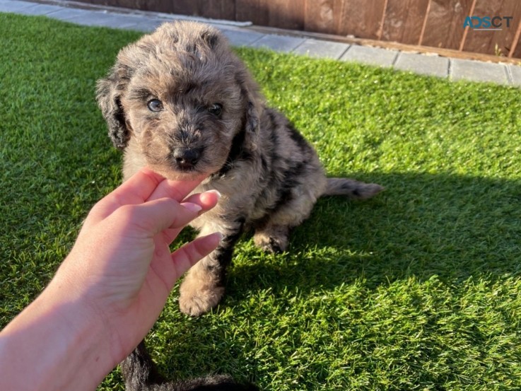 Labradoodle Puppy for Re-homing