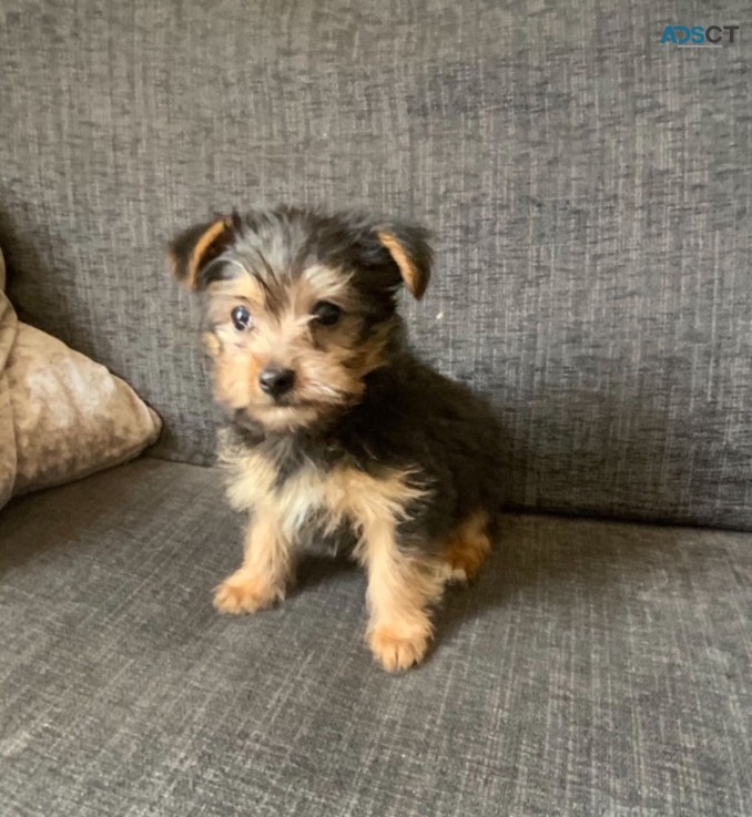 Yorkshire Terrier  Puppies Ready Now for