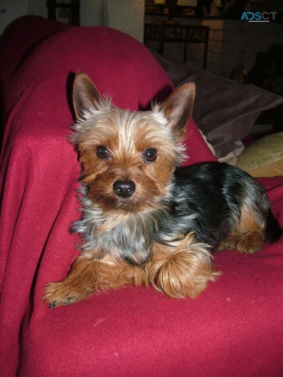 Yorkshire Terrier  Puppies Ready Now for