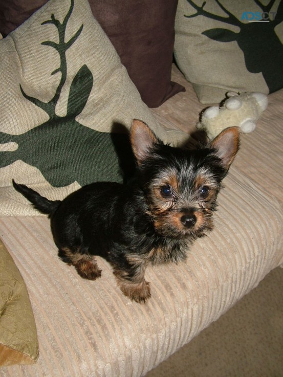 Yorkshire Terrier  Puppies Ready Now for