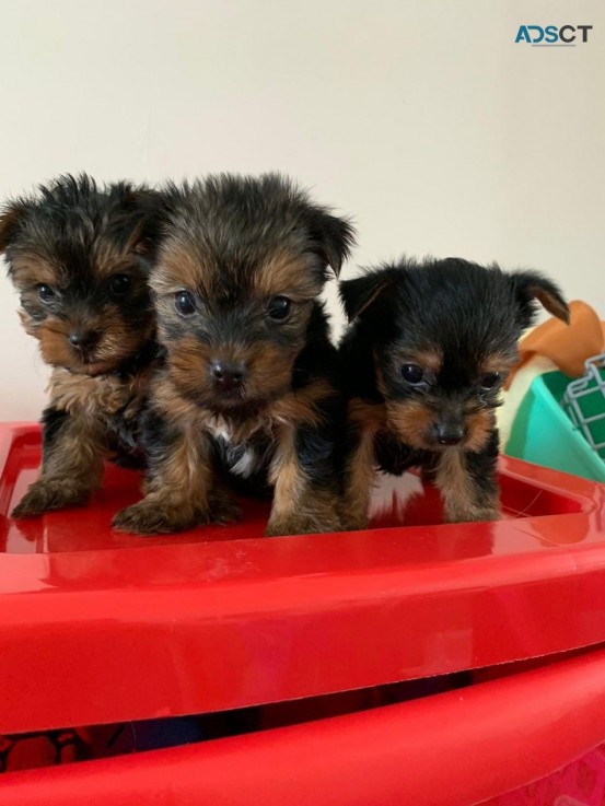 Yorkshire Terrier  Puppies Ready Now for