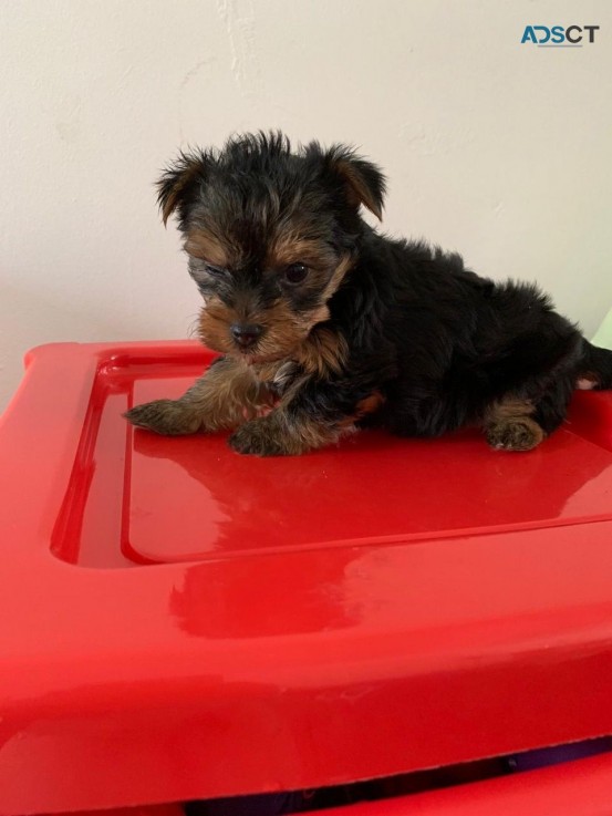 Yorkshire Terrier  Puppies Ready Now for