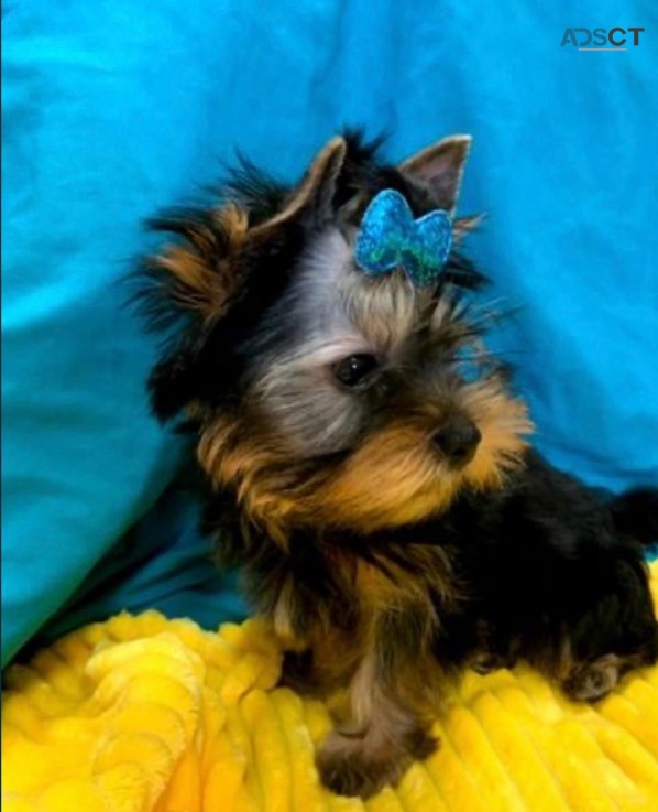 Yorkshire Terrier  Puppies Ready Now for