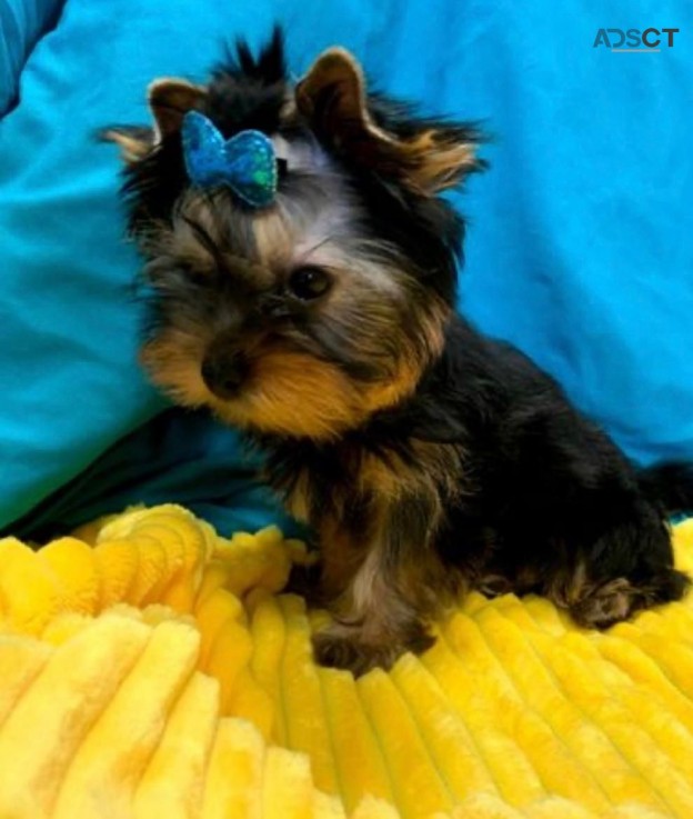 Yorkshire Terrier  Puppies Ready Now for