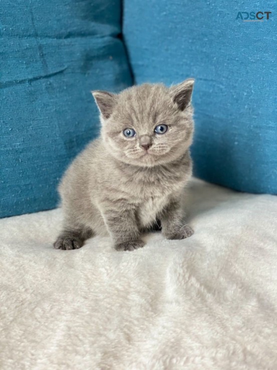 Beautiful British Short Hair Kittens