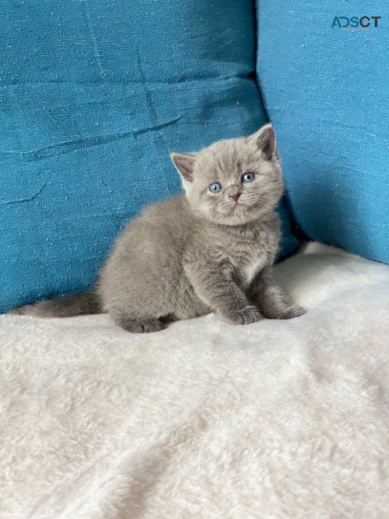 Beautiful British Short Hair Kittens