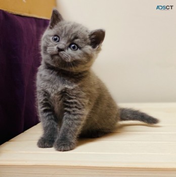 Beautiful British Short Hair Kittens