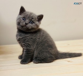 Beautiful British Short Hair Kittens