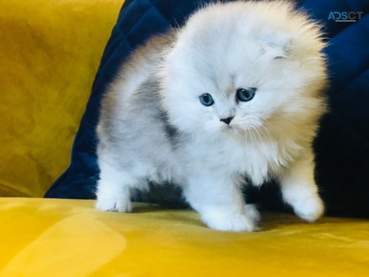 Beautiful British Short Hair Kittens