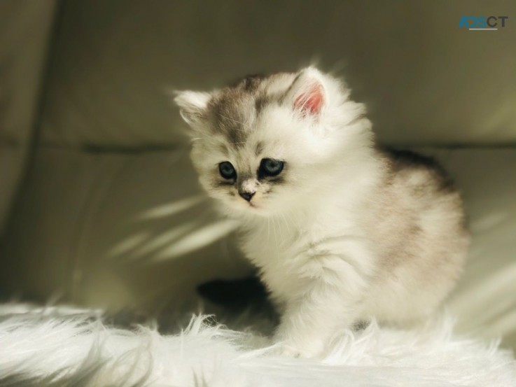 Beautiful British Short Hair Kittens