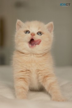 Beautiful British Short Hair Kittens