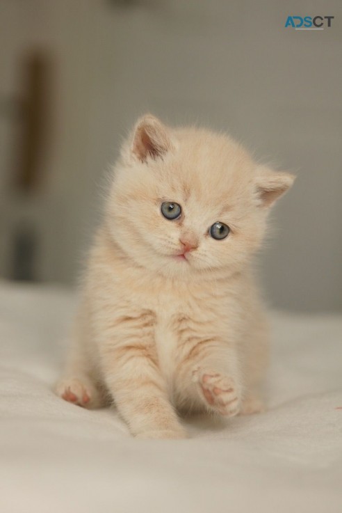 Beautiful British Short Hair Kittens