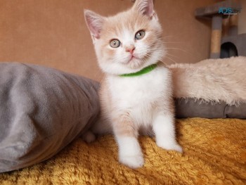 Beautiful British Short Hair Kittens