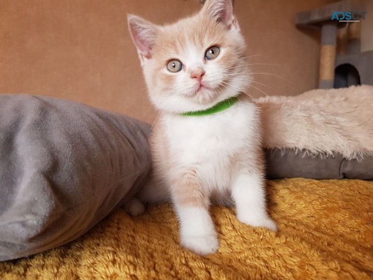 Beautiful British Short Hair Kittens