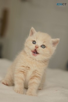 Beautiful British Short Hair Kittens