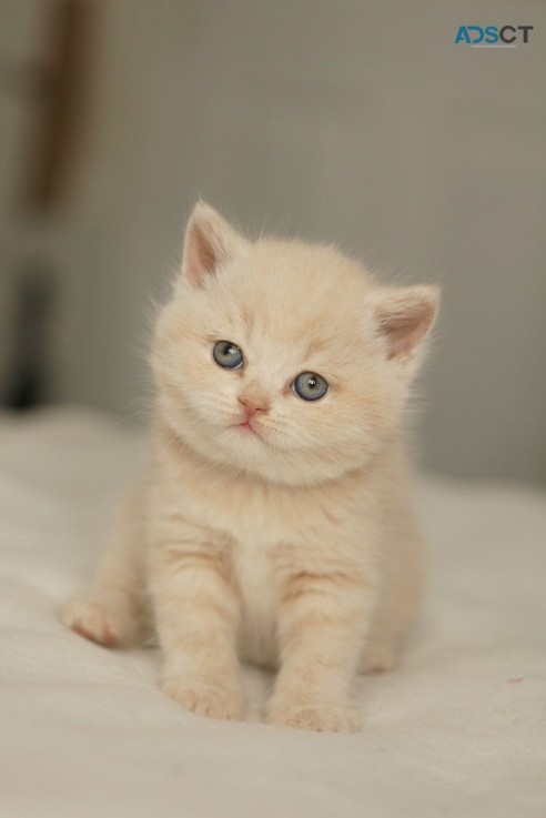 Beautiful British Short Hair Kittens