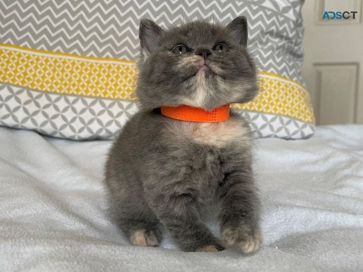 Beautiful British Short Hair Kittens