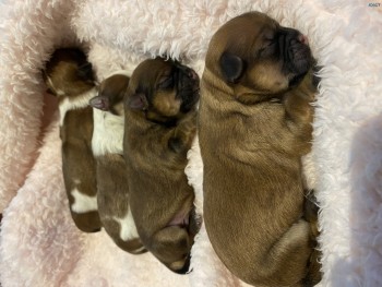 Born new puppies 