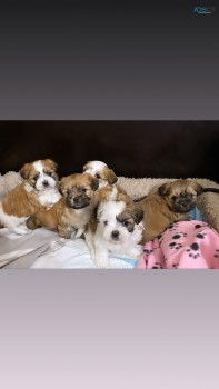 Born new puppies 