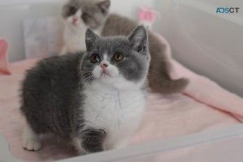 Beautiful British Short Hair Kittens