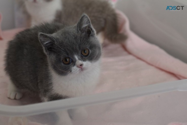 Beautiful British Short Hair Kittens