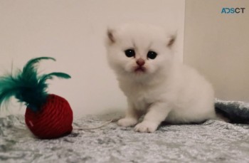 Beautiful British Short Hair Kittens