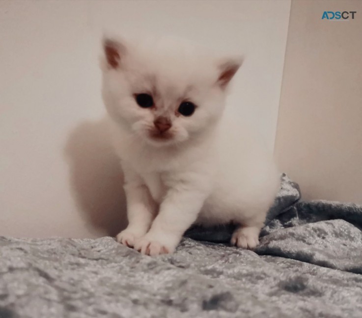 Beautiful British Short Hair Kittens