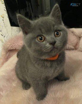 Beautiful British Short Hair Kittens