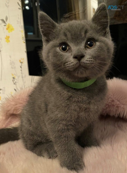 Beautiful British Short Hair Kittens