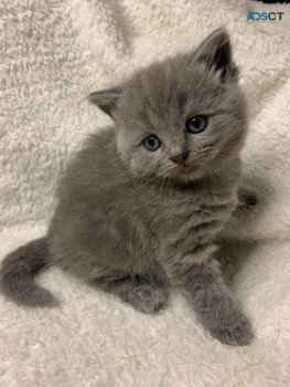 Beautiful British Short Hair Kittens