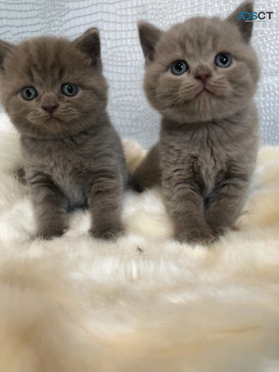 Beautiful British Short Hair Kittens