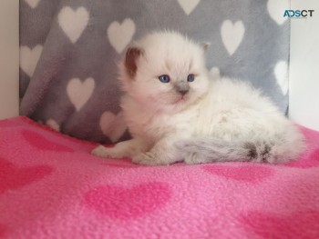 Ragdoll  Kittens For Sale