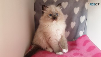 Ragdoll  Kittens For Sale