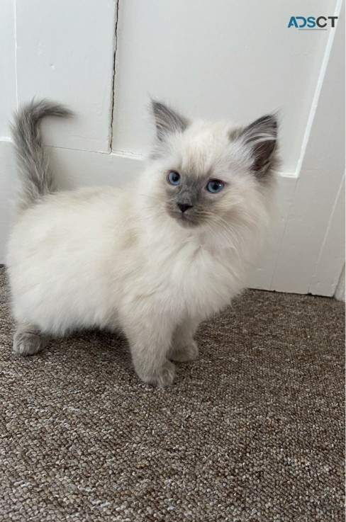 Ragdoll  Kittens For Sale