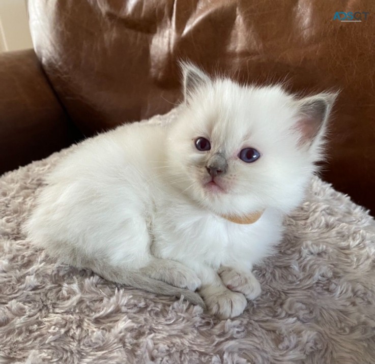 Ragdoll  Kittens For Sale