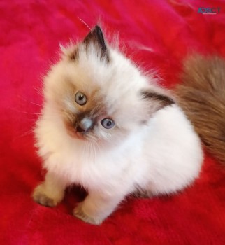 Ragdoll  Kittens For Sale