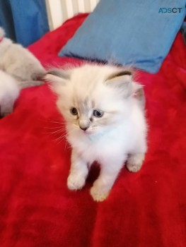 Ragdoll  Kittens For Sale