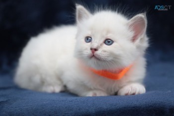 Ragdoll  Kittens For Sale